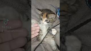 My Pet Cat 🥲❤️|#like #trending #viral #ytshorts #reels #subscribe #baby #cat #pets #cookie #love