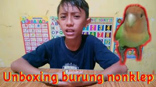 UNBOXING burung lovebird non klep!!!!!!