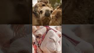 Feral Camels a Problem in Australia #shorts #animals