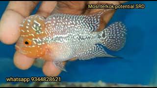 Monsterkok potential SRD for sale |whatsapp 9344828621 | #flowerhorn #sale