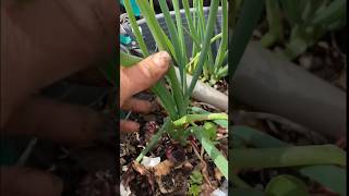 Grow￼ing Green Onions From Store-Bought Scallions