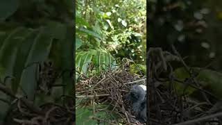 BEGINILAH PENAMPAKAN SARANG BURUNG PUNAI DI ALAM