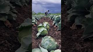 Cabbage harvesting