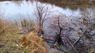 Beaver Trapping 101