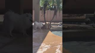 American Eskimo Dog By The Pool