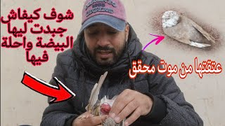 شوف كيفاش أنقذت حمامة من م*وت محقق بفضل الله وشوية ديال الخبرة +توليعة فالدكور