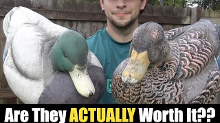 Lifetime Decoys Update - Did they hold up?