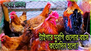 আমার শখের টাইগার মুরগি গুলোর বয়স কতোদিন হলো? / Tiger chicken farming / Tisha Agro