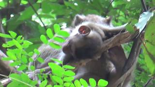 Lucky Baby Monkey Just Born Get Caring From Mother.