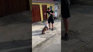 Pitbull que avançava em outros cães #shorts