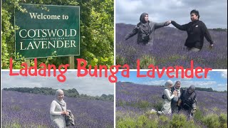 TRAVEL TIPS:BEAUTIFUL COTSWOLD LAVENDER FIELD in ENGLAND.