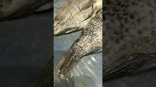 Tilapia fish 325 india #shorts