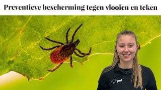 Bescherm je hond of kat het gehele jaar tegen vlooien en teken