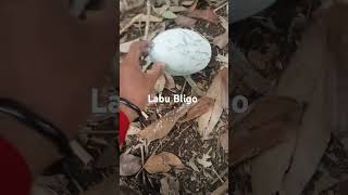 Labu Bligo