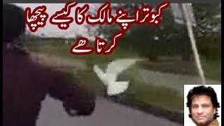 A lovely pet pigeon follow his owner urdu/hindi