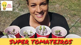 MELHOR FORMA PARA PLANTAR TOMATES 🍅 Dicas Rápidas de Cultivo Episódio 2