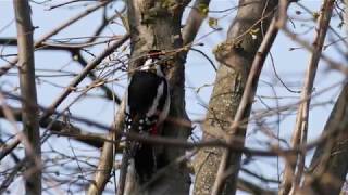 Buntspecht höhlt Walnuss aus, der Buchfink begleitet mit Gesang. Entsorgung der Schale in Zeitlupe.