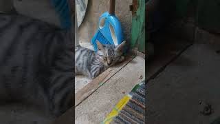 NEMO - lucu kucing tidur topang dagu