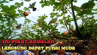 MULUT BURUNG PUNAI DI PAGI HARI MAKAN BUAH LEBIH SERU hutan asli #batam #kepri #kepulauanriau 🐦🐦