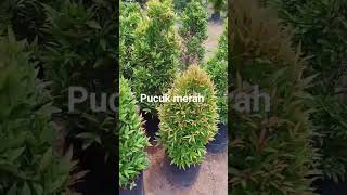 Pohon hias pucuk merah rimbun