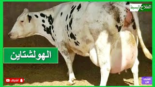 سلالة أبقار الهولشتاين | مميزاتها وأصلها طريقة تربيتها