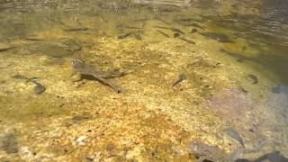 Rana graeca tadpoles and Bombina variegata