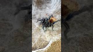 🕷️ Chromatopelma cyaneopubescens #tarantula  Feeding 2 #vogelspinnen #tarantulafeeding #shorts