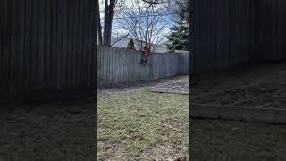 Dog jumps fence and catches a squirrel 🤣