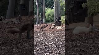 Kangaroos 🦘 #shortfeed  #shortsvideo  #shortsyoutube  #shortsviral  #shorts