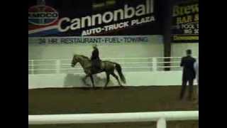 Tennessee Walking Horse Champagne Winning 2 gait liteshod at NWHA Minnesota Show 2009