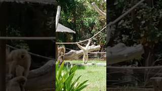 Fanny animales Palmitos parque Gran Canaria #animals #shortvideo