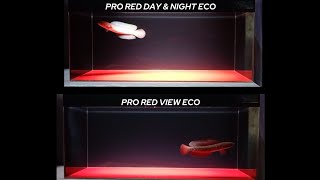 PERBEDAAN LAMPU KANDILA PRO RED VIEW ECO DAN KANDILA PRO RED DAY AND NIGHT