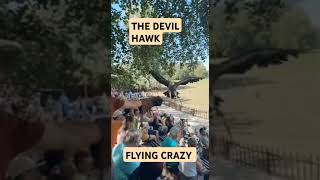 DEVIL HAWK FLYING CRAZY #vlog