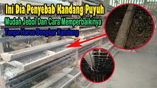 Penyebab Kandang Puyuh Jebol Dan Cara Mengatasinya