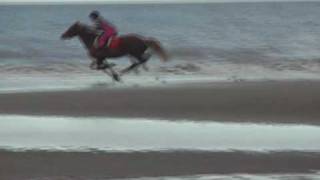 Millie Galloping and schooling on the beach 1,733 SUBS