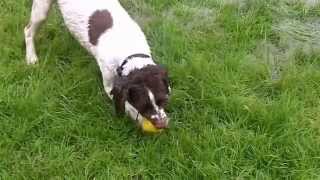 Springer Alfie in the puddle.