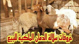 خروفات سلالة الدمان الملكية..للبيع  سنان الحليب ضارة بتلات اشهر