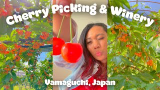 Cherry Picking & Winery | Hiroshima, Japan | Cherry | Wine | Travel | Guide | JAPAN Vlog