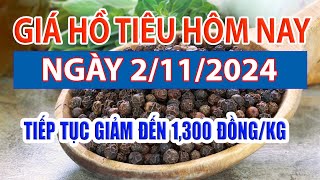 Giá tiêu hôm nay 2/11/2024: Tiếp tục giảm đến 1.300 đồng/kg