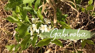 FLORAÇÃO DA GABIROBA | Raridade do CERRADO