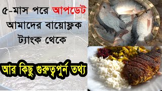 ৫মাস পরে আপডেট আমাদের বায়োফ্লক ট্যাংক থেকে  biofloc update  biofloc fish farming