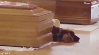 Dog Will Not Leave His Owners Coffin after Italy Earthquake