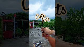 Cute pigeon video #pigeon #kabuter #shorts #cutepets