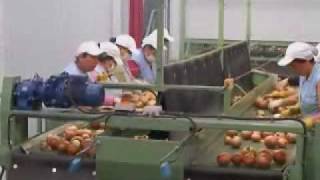 Tong Peal Onion Handling Grading Systems