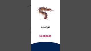 Centipede meaning in Gujarati - English Dictionary