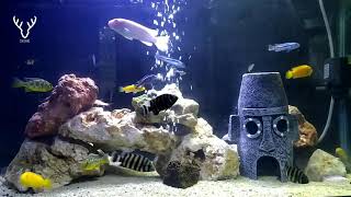 Indahnya koloni ikan Cichlid dengan tema Danau Malawi || tanpa tanaman - ada rumah Squidward nya 😁