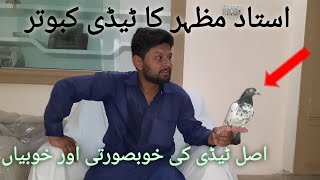 Teddy Kabootar Ki Pehchan Or Khobyan | Teddy Pigeon | Teddy Kabootar Ka Shoq