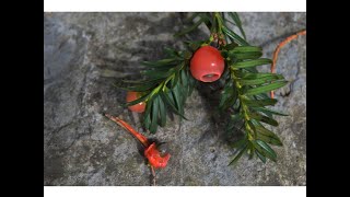 TEJO (Taxus Baccata)