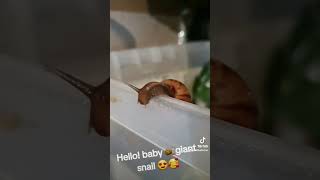 schattige baby reuzenslak 🥰🐌 #achatina #nathalieenzoo