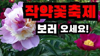 작약꽃축제가 시작 됐어요 작약꽃 보러 오세요 꽃작약도 있어요 작약, 꽃작약, 작약꽃, 작약꽃키우기